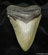 Inch Megalodon Tooth - North Carolina #1529-1